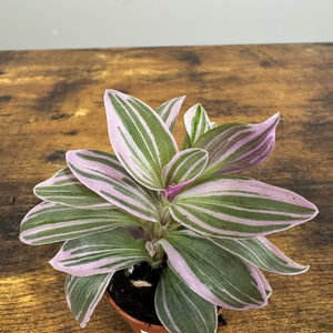 Tradescantia 'Nanouk'