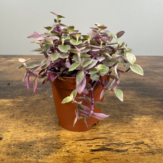 Tradescantia Pink Panther