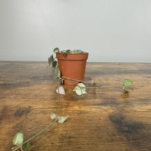 Load image into Gallery viewer, Ceropegia String of Arrows trailing succulent plant in terracotta pot on wooden surface