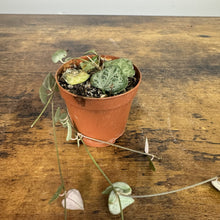 Load image into Gallery viewer, Ceropegia String of Arrows plant in terracotta pot with trailing heart-shaped succulent leaves