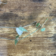 Load image into Gallery viewer, Ceropegia String of Arrows succulent cutting with heart-shaped green leaves on wooden surface