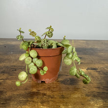 Load image into Gallery viewer, Peperomia String of Turtles plant in terracotta pot with trailing variegated leaves