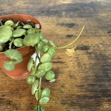 Load image into Gallery viewer, Peperomia String of Turtles succulent plant in terracotta pot with trailing green variegated leaves