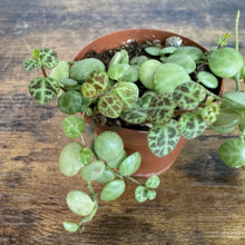 Load image into Gallery viewer, Peperomia String of Turtles plant in terracotta pot with variegated trailing vines