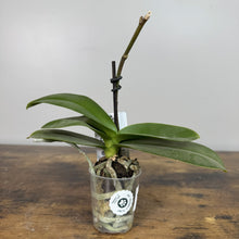 Load image into Gallery viewer, Phalaenopsis orchid plant in clear plastic pot with exposed roots and support stake