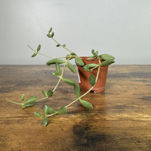 Load image into Gallery viewer, Senecio String of Beans succulent with trailing green bean-shaped leaves in terracotta pot