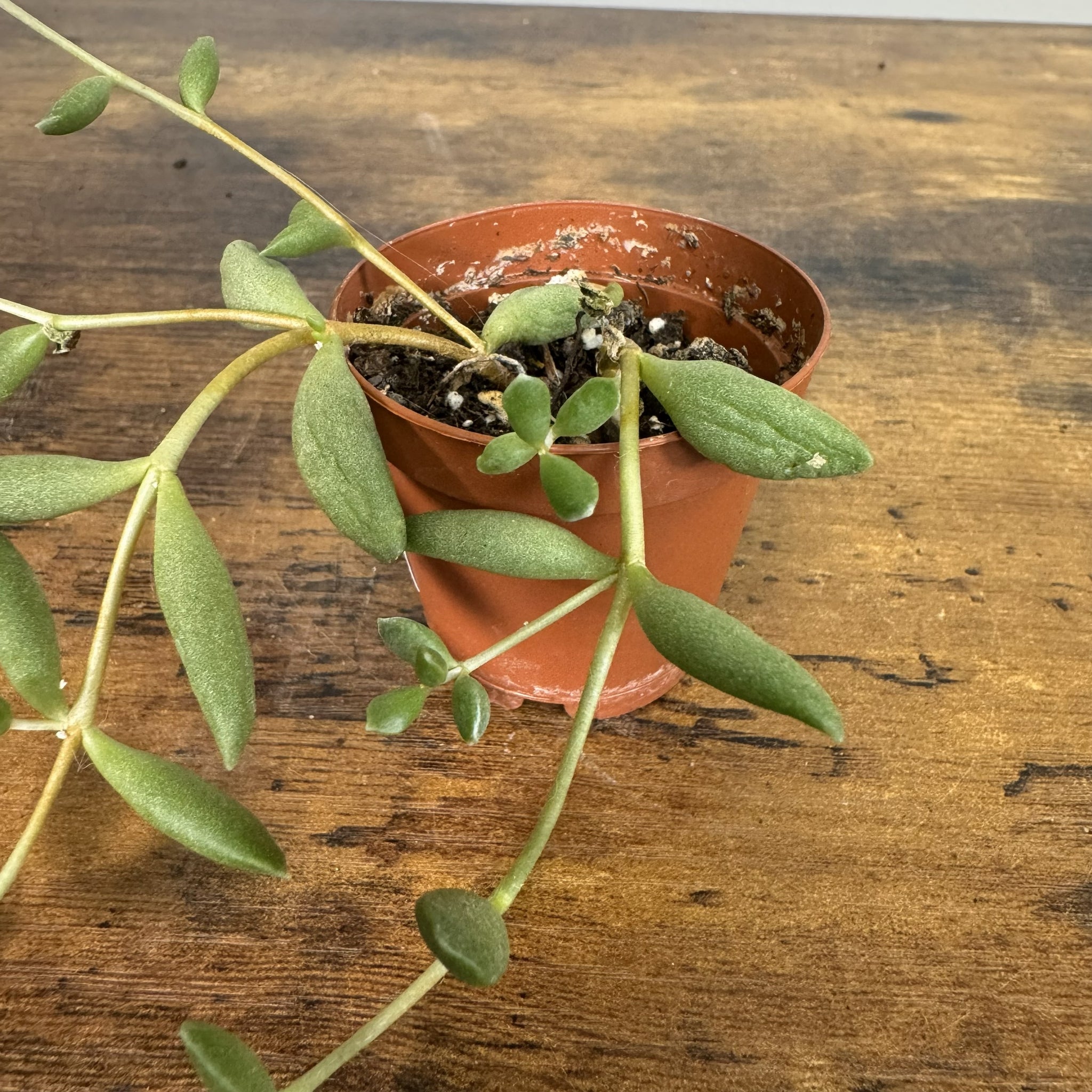senecio succulent plant Senecio 'String of Beans'