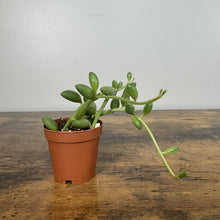 Load image into Gallery viewer, Senecio String of Watermelons succulent plant in terracotta pot with trailing green striped leaves