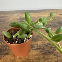 Load image into Gallery viewer, Senecio String of Watermelons succulent plant in terracotta pot with trailing green striped leaves