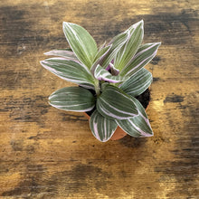 Load image into Gallery viewer, Tradescantia Nanouk plant in terracotta pot with variegated green, white and purple striped leaves