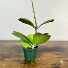 Load image into Gallery viewer, Hoya Kerri heart-shaped succulent plant with green leaves in small green pot