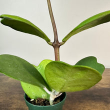Load image into Gallery viewer, Hoya Kerri heart-shaped succulent plant with thick green leaves in small pot