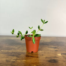 Load image into Gallery viewer, Senecio 'String of Bananas'