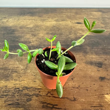 Load image into Gallery viewer, Senecio 'String of Bananas'