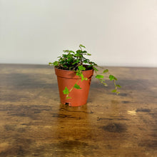 Load image into Gallery viewer, Ficus 'String of Frogs'