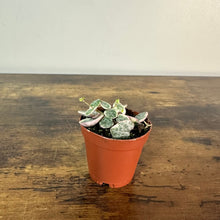 Load image into Gallery viewer, Variegated String of Hearts plant in terracotta pot with heart-shaped leaves on wooden surface