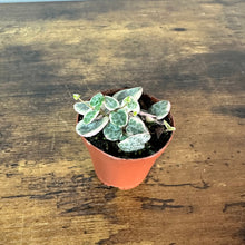 Load image into Gallery viewer, Variegated String of Hearts succulent plant in terracotta pot on wooden surface