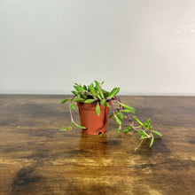 Load image into Gallery viewer, Othonna 'String of Rubies'