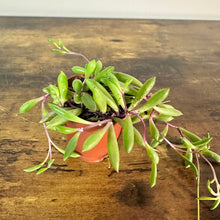 Load image into Gallery viewer, Othonna 'String of Rubies'