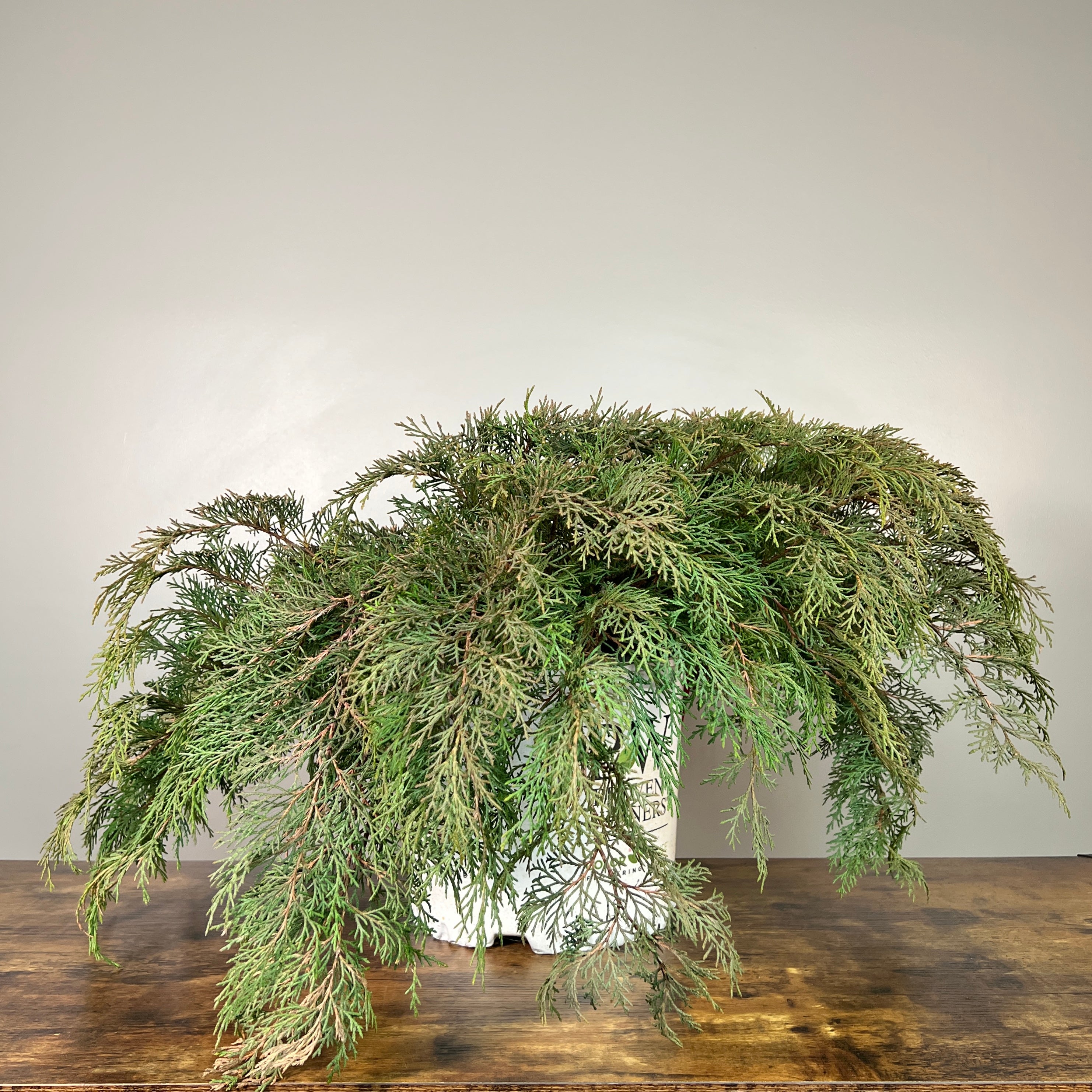 Cypress Siberian Celtic Pride: Hardy Evergreen Shrub – Wasson Nursery