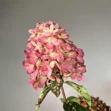Load image into Gallery viewer, Hydrangea (Panicle) Limelight Prime