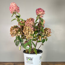 Load image into Gallery viewer, Hydrangea (Panicle) Limelight Prime