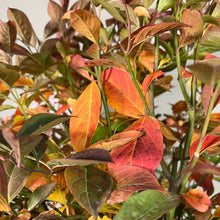 Load image into Gallery viewer, Sweetspire Little Henry