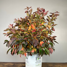 Load image into Gallery viewer, Sweetspire Little Henry