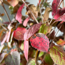 Load image into Gallery viewer, Korean Spice Viburnum shrub displaying vibrant red and pink autumn foliage with water droplets