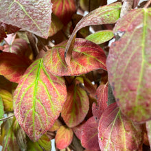 Load image into Gallery viewer, Korean Spice Viburnum shrub displaying vibrant autumn foliage in red, pink and green colors