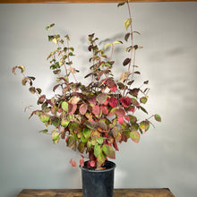 Load image into Gallery viewer, Korean Spice Viburnum shrub in black pot showing autumn foliage transition from green to red