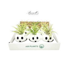 Load image into Gallery viewer, Air Plant
