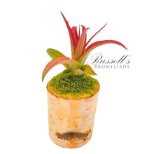 Load image into Gallery viewer, Air Plant