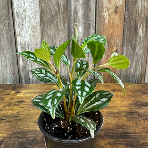 Pilea 'Aluminum Plant'