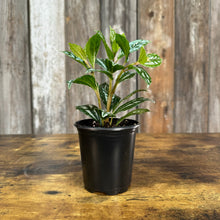 Load image into Gallery viewer, Pilea &#39;Aluminum Plant&#39;