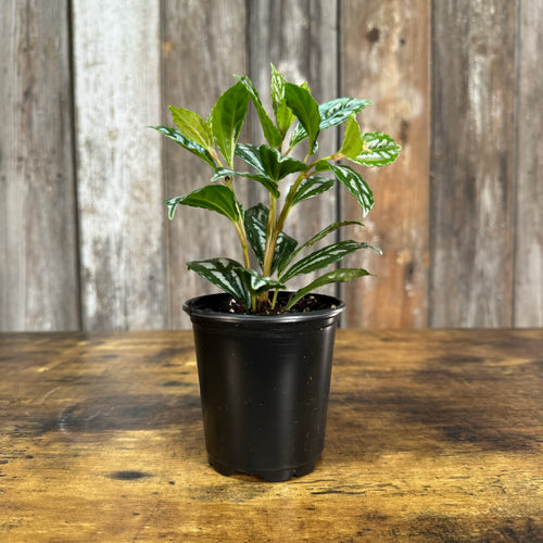 Pilea 'Aluminum Plant'