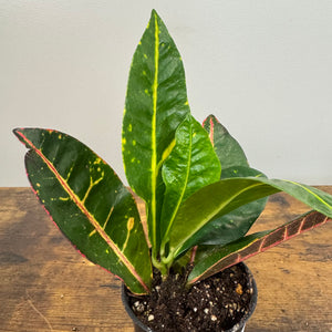 Codiaeum Assorted Croton