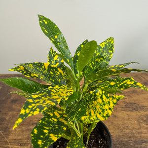 Codiaeum Assorted Croton