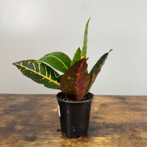 Codiaeum Assorted Croton