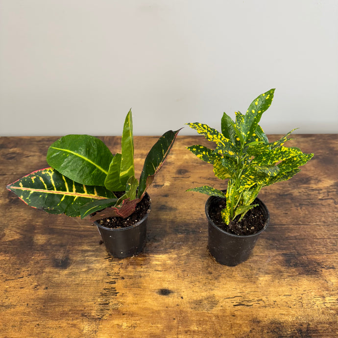 Codiaeum Assorted Croton