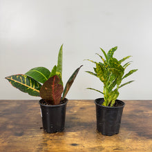 Load image into Gallery viewer, Codiaeum Assorted Croton