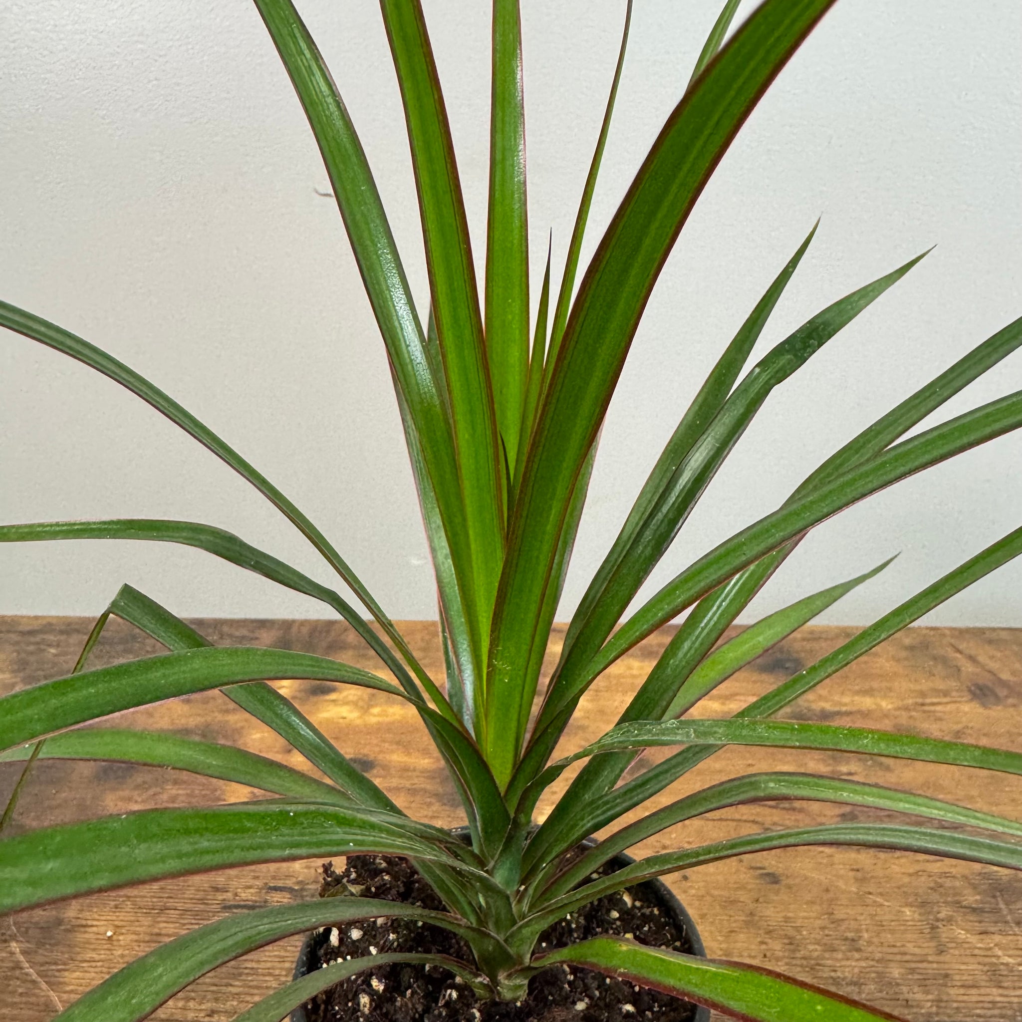 healthy dracaena Dracaena Assorted Plants
