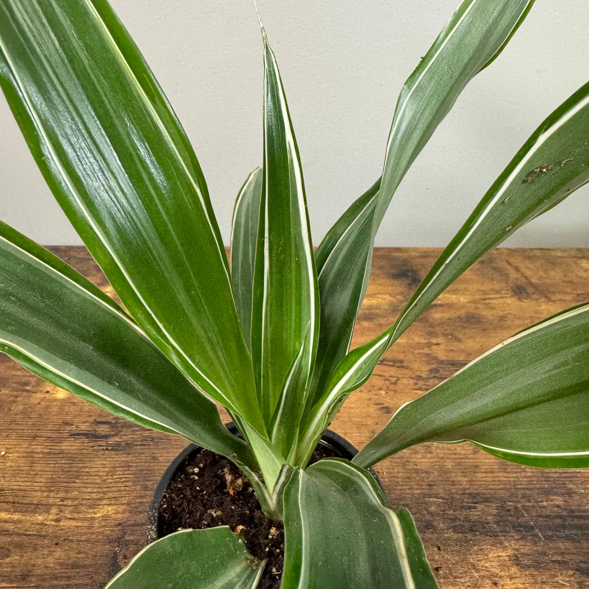 dracaena assorted Dracaena Assorted Plants