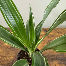 Load image into Gallery viewer, Dracaena Assorted