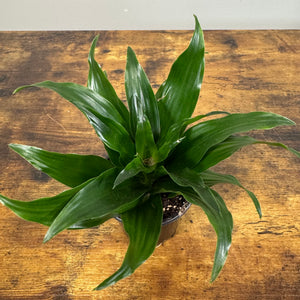 Dracaena Assorted