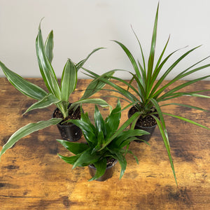 Dracaena Assorted