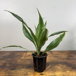 Dracaena Assorted