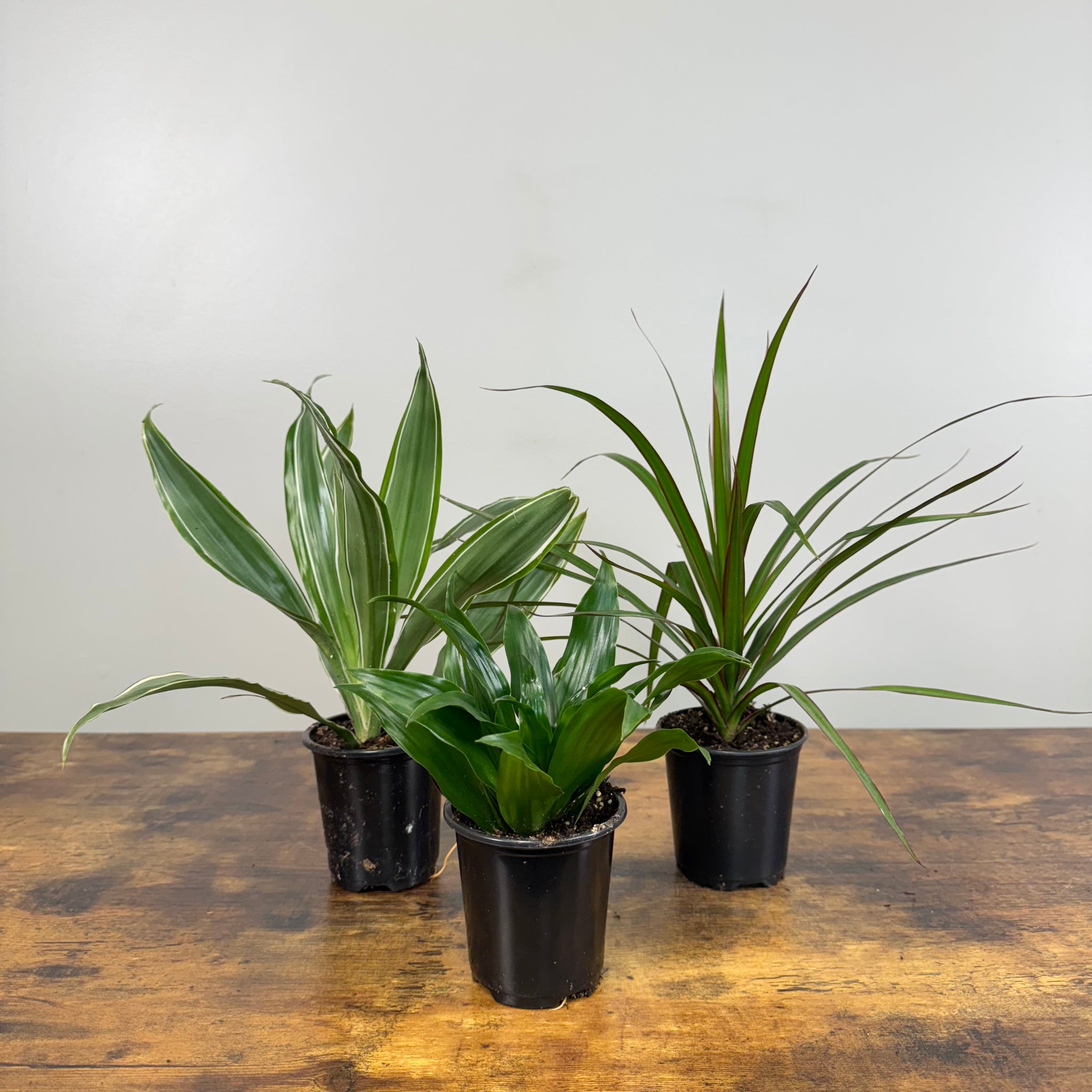 potted dracaena Dracaena Assorted Plants