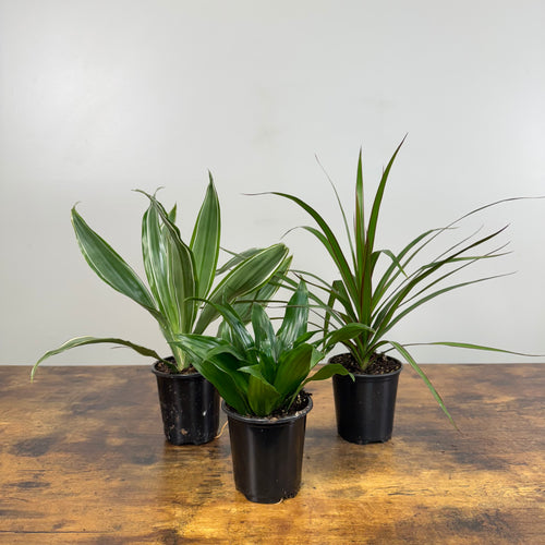 Dracaena Assorted