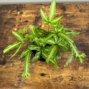 Pteris 'Mayi Fern'